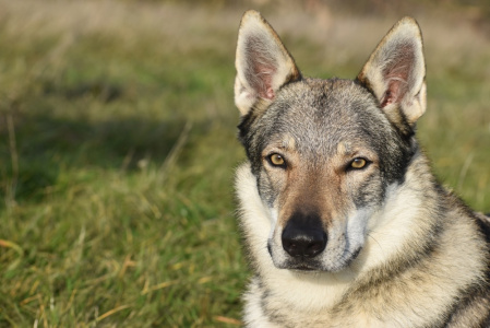 Wiedzmin s Divokou krví