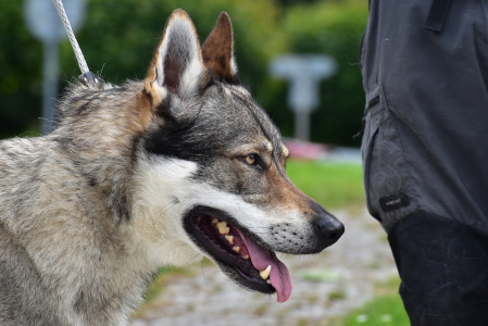 Wampire Floki s Divokou krví