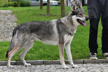 Wampire Floki s Divokou krví