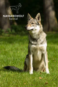 White Princes Isabea s Divokou krví