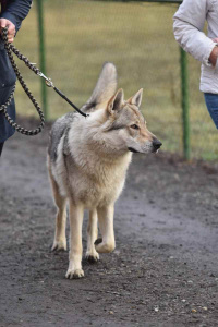 Grey wolf Jasenovské vodopády