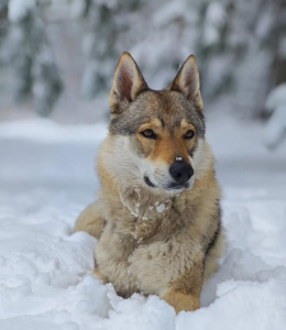 Tsarskaya Zastava Ezhevika