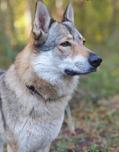 Tsarskaya Zastava Ezhevika