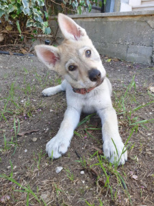 Wonder Maya Salto del Lupo