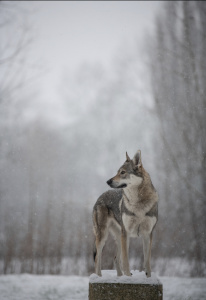 Sanka de l'Ame des Loups