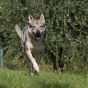 Pandemia Athanor Girios dvasia