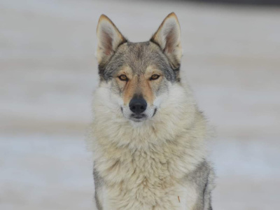 Yrga III od Úhoště