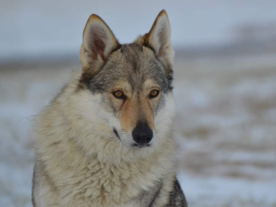 Yrga III od Úhoště