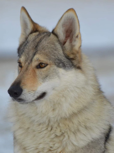 Yrga III od Úhoště