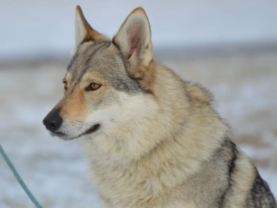 Yrga III od Úhoště