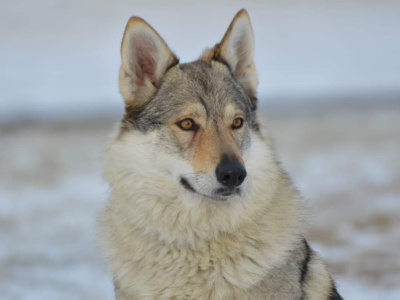 Yrga III od Úhoště