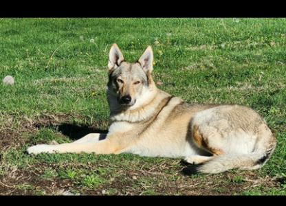 Cilka IV od Úhoště