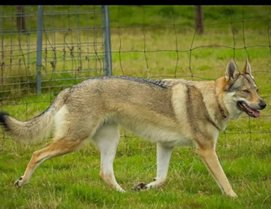 Cilka IV od Úhoště