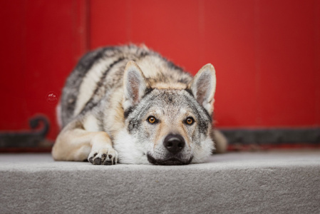 Achelous Strážca Vegvisiru