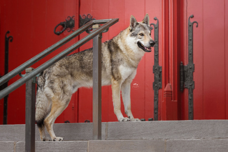 Achelous Strážca Vegvisiru