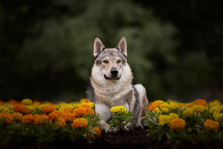 Achelous Strážca Vegvisiru