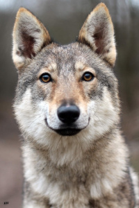 Tsarskaya Zastava Egoza