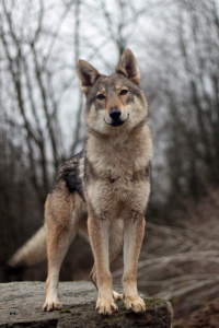 Tsarskaya Zastava Egoza