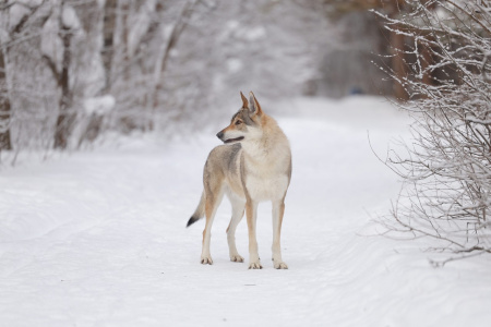 Alfresko Life I Am Milka