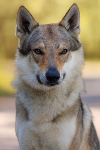 Urals wolf Black Eyes