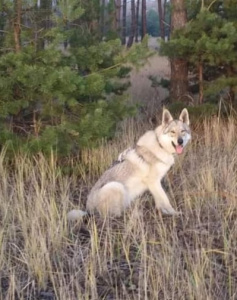 Azory Faithful wolf