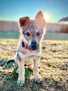 Airyn Faithful wolf