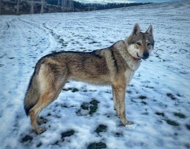 Cani Ister Maeg Brano