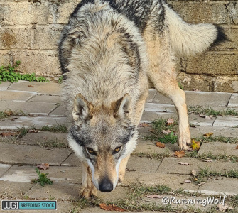 Krakatoa Runningwolf dei Serlupi