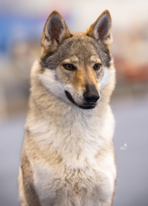 Angie Vlci Novohradu