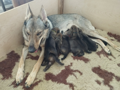 Atlantis Chasing Glory