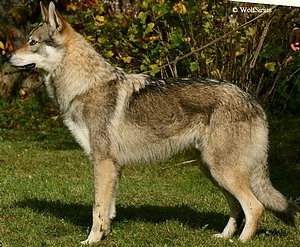 Wolfsirius z Molu Es
