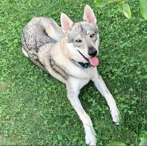 Cooper Freedom of Wolves