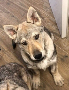 Calvin Freedom of Wolves