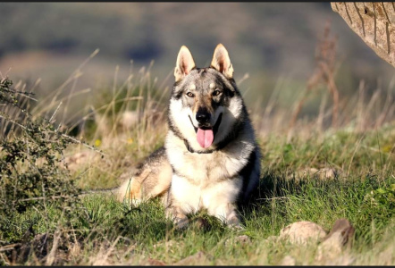 Cassius Clay Freedom of Wolves