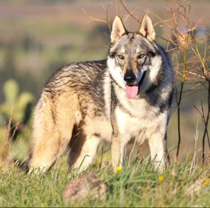 Cassius Clay Freedom of Wolves