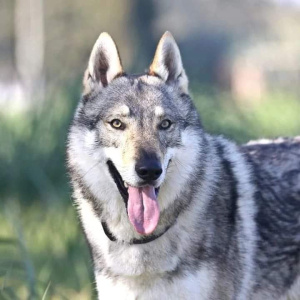 Cassius Clay Freedom of Wolves