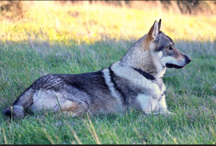 Cassius Clay Freedom of Wolves