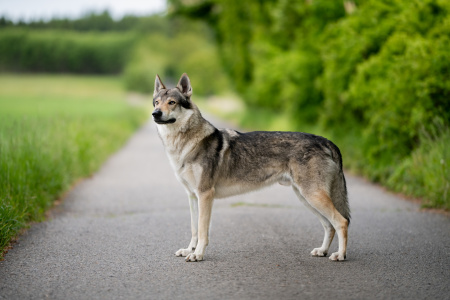 Kaliba Vlčí tlapka