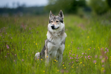 Kaliba Vlčí tlapka
