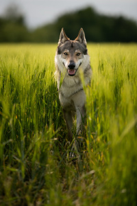 Kaliba Vlčí tlapka