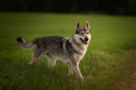Kaliba Vlčí tlapka