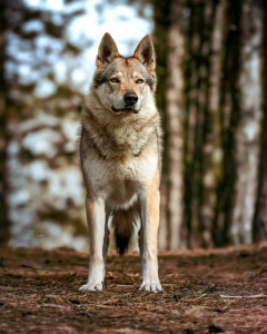 Uličník Conor ArQeVa