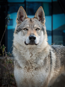 Uličník Conor ArQeVa