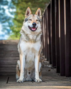 Uličník Conor ArQeVa