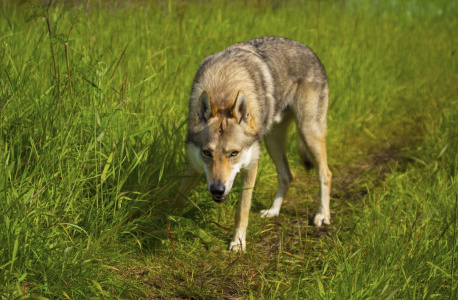 Infinity Pride Dionis The Almighty