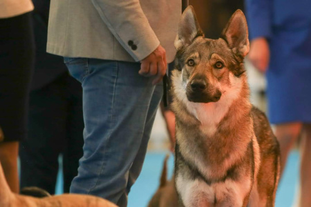 Pohádkový Rumburak Unter Wölfen