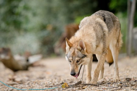 Crying Wolf 1996 Naira