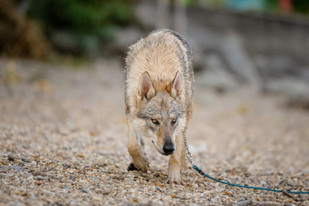 Crying Wolf 1996 Naira