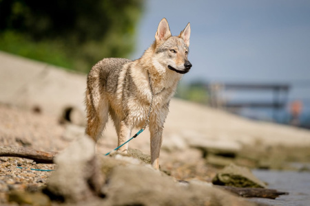 Crying Wolf 1996 Naira