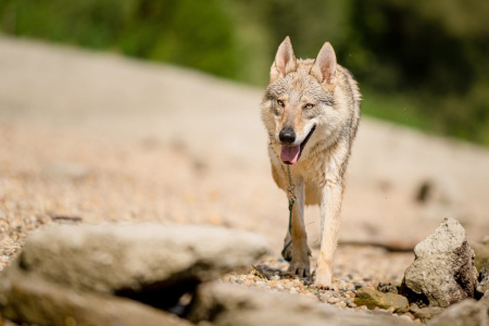 Crying Wolf 1996 Naira